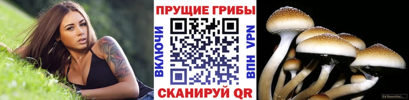 Псилоцибиновые грибы MAGIC MUSHROOMS  купить наркотики цена  Маркс 